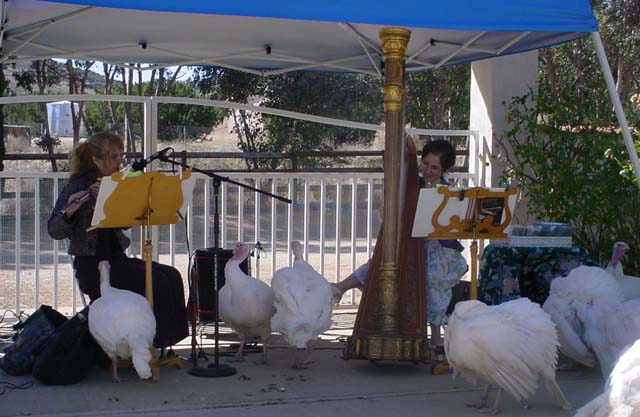 Laura Halladay and Stephanie Bennett perform for curious turkeys